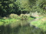Narrowed by reeds